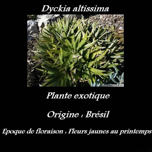 Dyckia altissima 