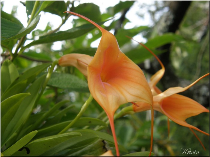 Masdevallia