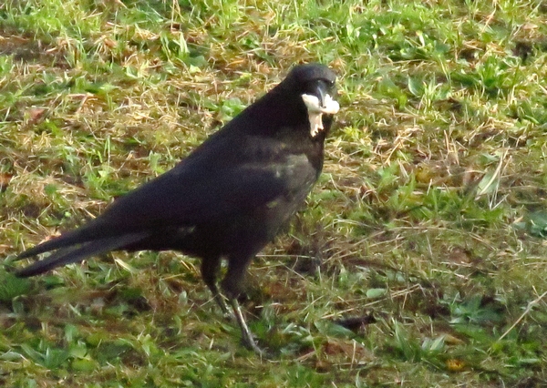 Dix-sept espèces d'oiseaux ont visité mon jardin durant l'hiver 2021-2022...