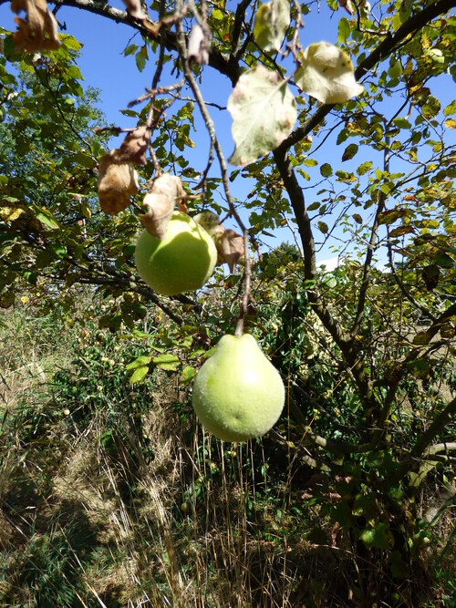 Les dernières heures du jardin....