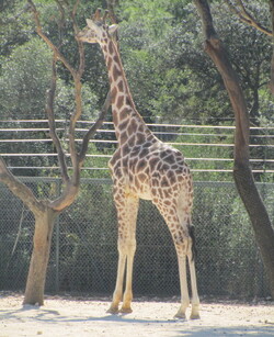Les girafes...