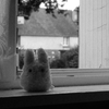 Totoro était en Bretagne :P