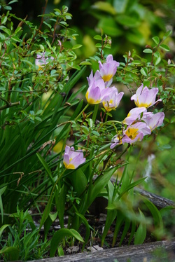 Tulipe botanique clusiana lady jane