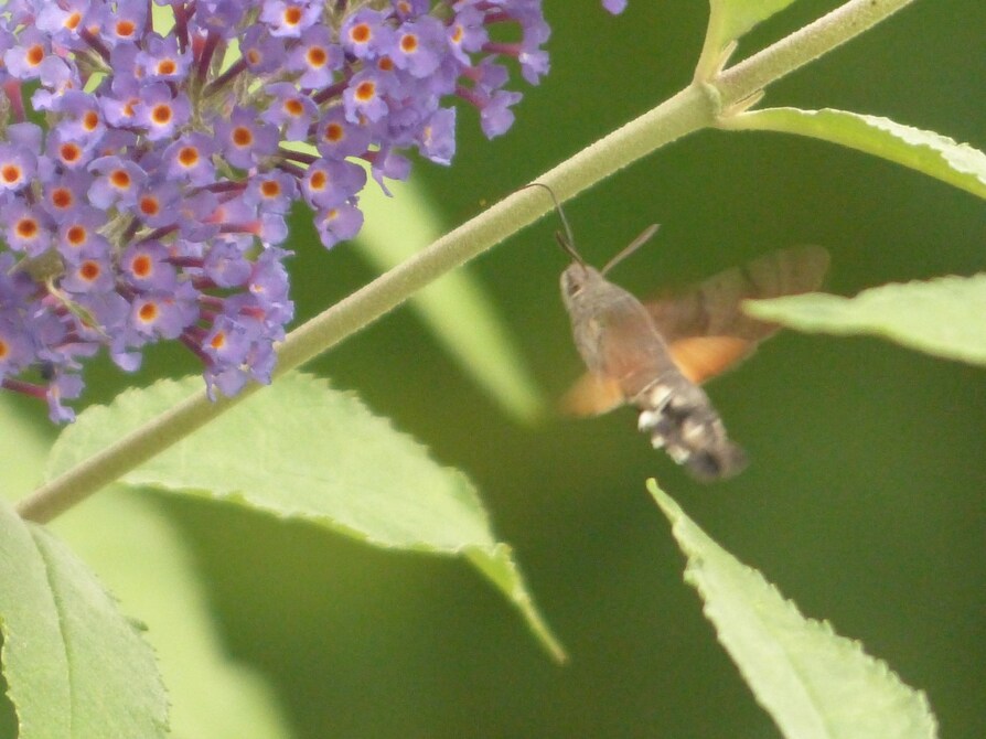 Il est venu au jardin!