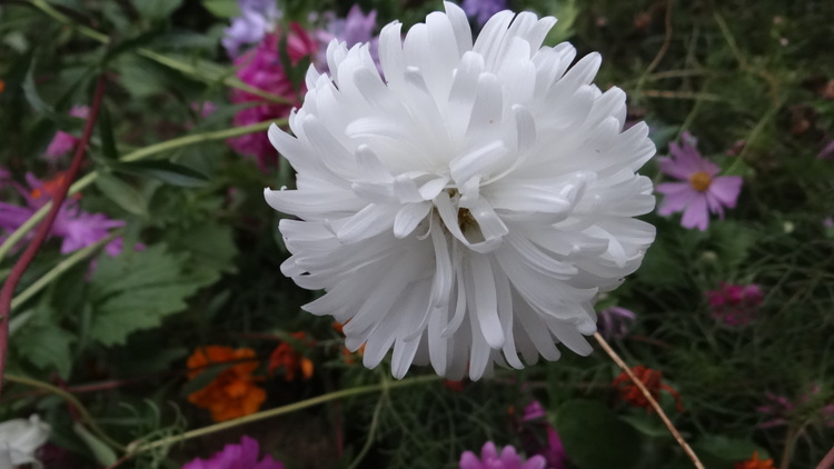 Mon mois de Septembre s'ouvre en Blanc