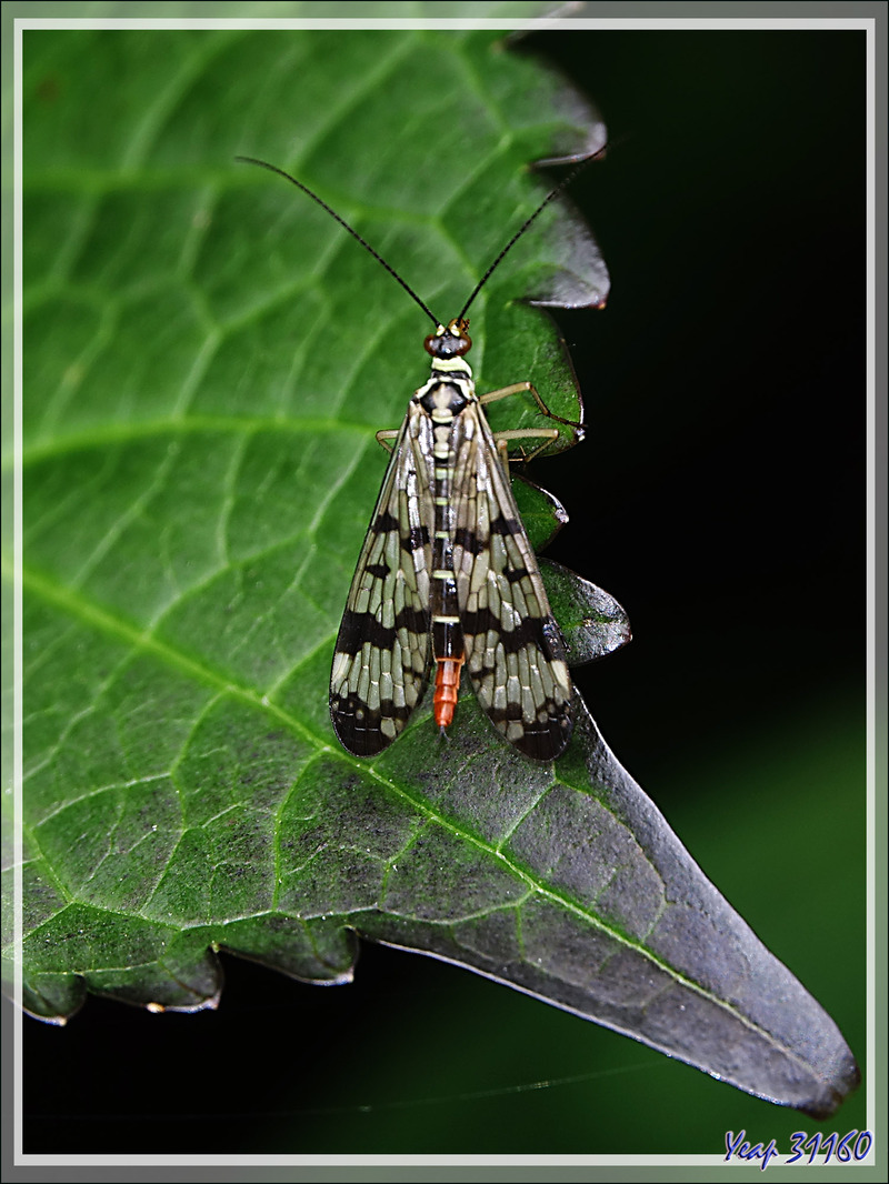 Panorpe ou Mouche-scorpion (Panorpa vulgaris) - Lartigau - Milhas - 31