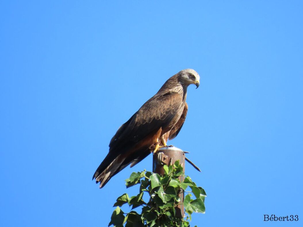 les oiseaux au Puy du Fou -2