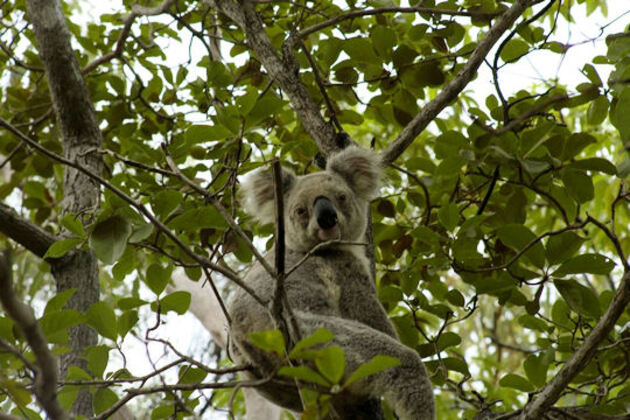 Koala en liberté