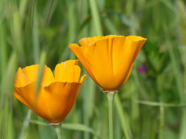 LES FLEURS DU SAMEDI