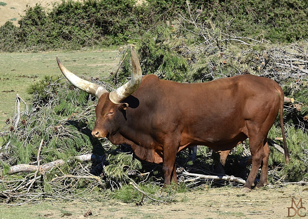 WATUSI