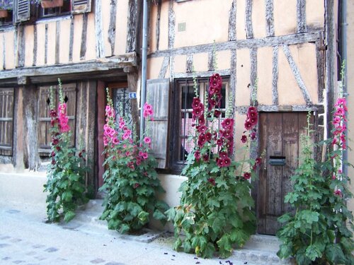                                 "" "    LES ROSES TREMIERES de L'ETé  ""