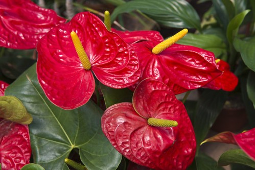 anthurium-1.jpg