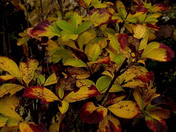 Feuilles-weigelia