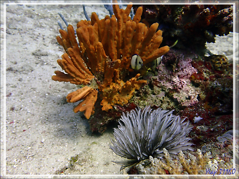 Éponge ou Corail mou orange ? et Comatule ? - Bank des Frères - Tsarabanjina - Mitsio - Madagascar