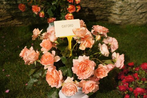 Journées de la Rose : cave Crespin Chatenay