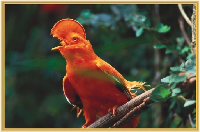 Le Coq de roche orange 