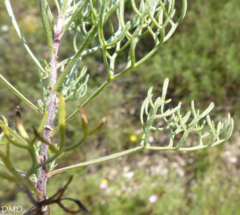 Artemisia alba   -   armoise blanche