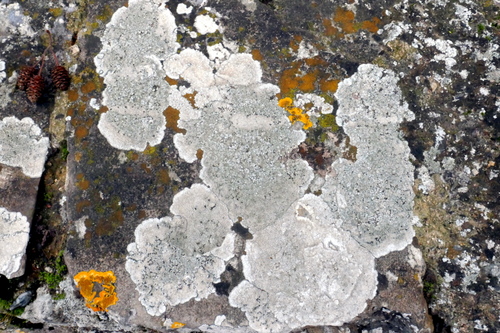 Des lichens sur un mur