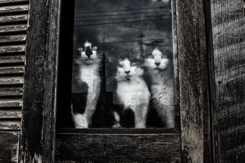07 - Encore des chats à la fenêtre