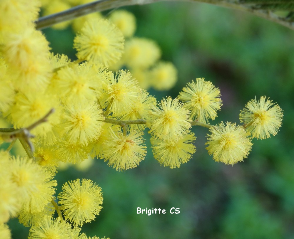 Connaissez-vous le nom des fleurs de mimosa ?