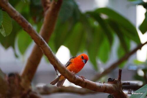Cardinal rouge, Reunion Island