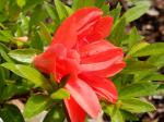 Identification par les fleurs !