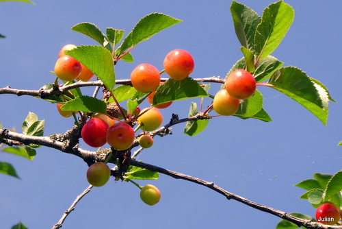 Beaux fruits rouges : guignes !