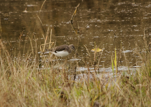 23-11-2014 becassines des marais-canard colvert-chevalier cul blanc-martin pecheur