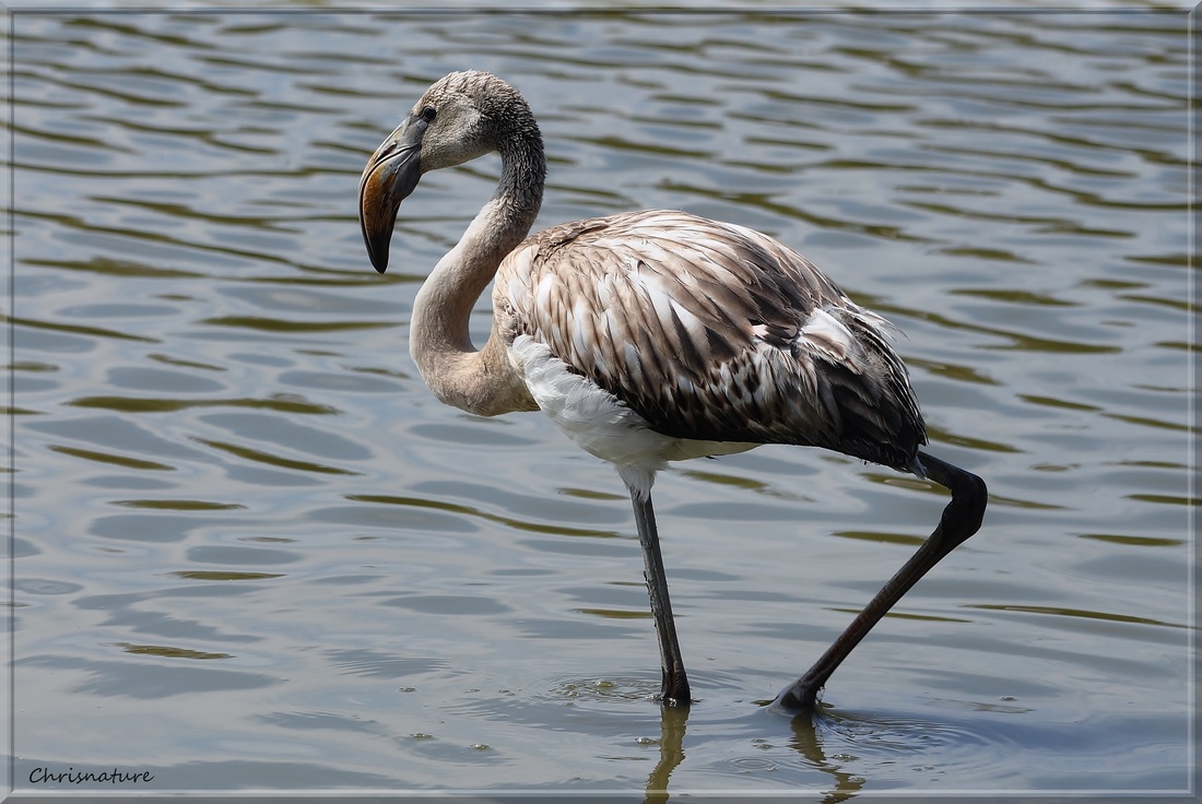 Flamand Rose Juvénile