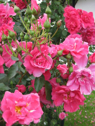 Rosier grimpant rose bengale ' Gîte de France ' de Meilland ( Meiwaton )