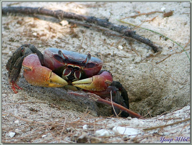 Crabe de terre ou "Loulou" (Cardisoma carnifex) - La Digue - Seychelles