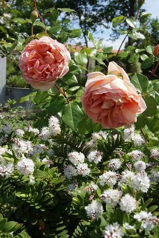 Le rosier ' Abraham Darby ' de David Austin me chavire le coeur.