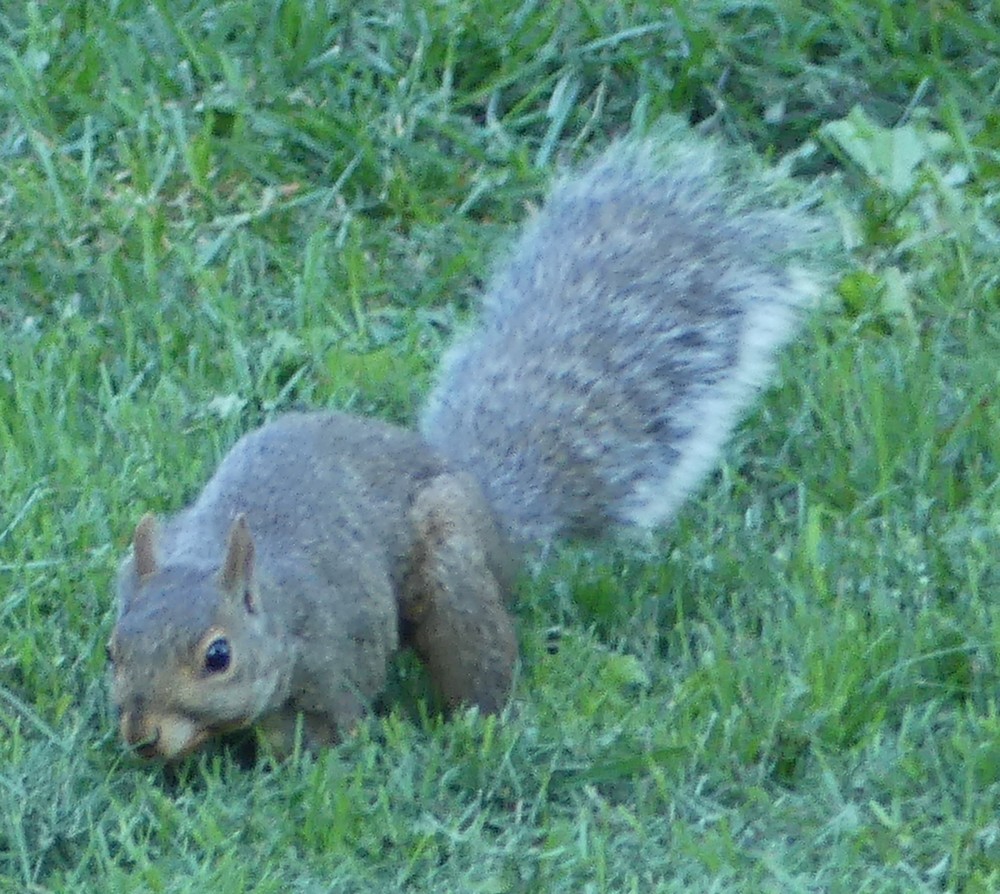 Niagara-on-the-lake : les écureuils...