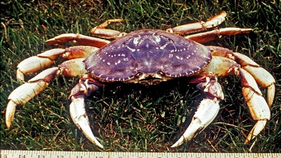 L'acidité de l'océan Pacifique détruit les carapaces de crabes ...
