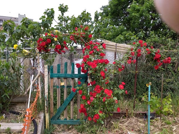 Les roses du jardin