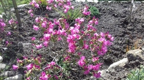 rhododendron 'boskoop ostara'