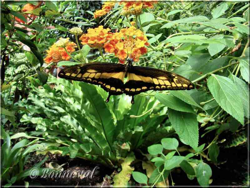 Papillons tropicaux Papilio heraclides cresphontes thoas