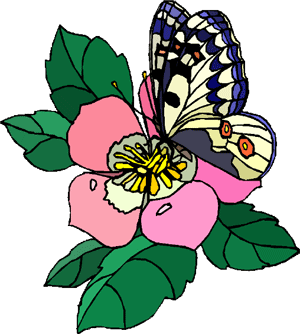 Image papillon