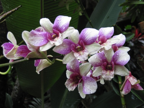 Les orchidées de Bali