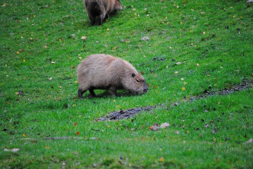 (1) Le capybara.