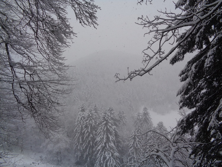 Vosges- réserve de Machais 