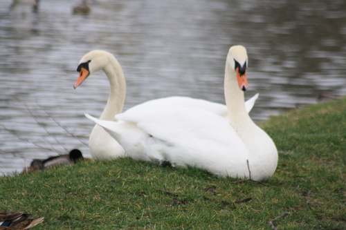 Les cygnes