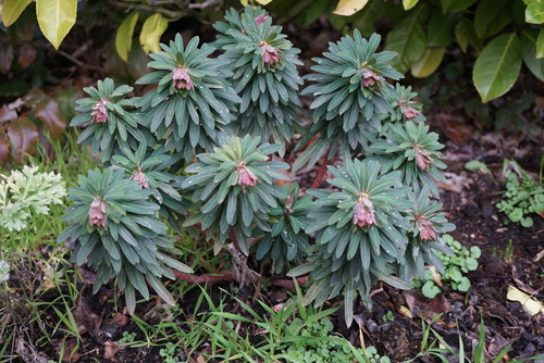 euphorbia martinii baby charm