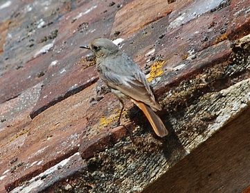 Aves - Passeriformes - Muscicapidae - Phoenicurus Ochruros - Rouge Queue Noir femelle ou le rossignol des murailles