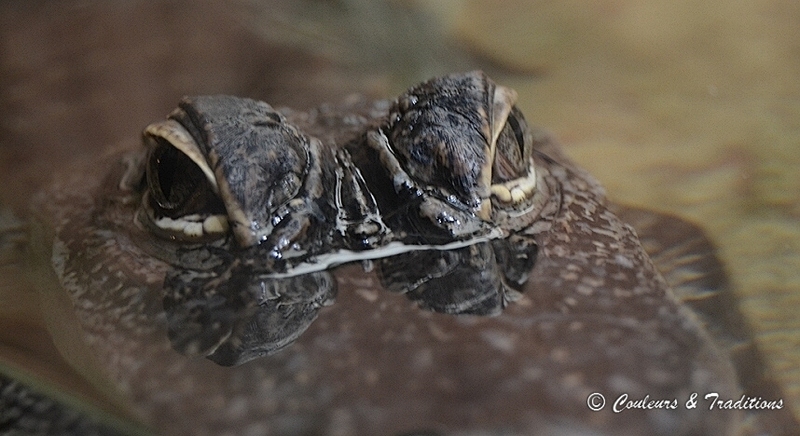 Caiman de Floride 