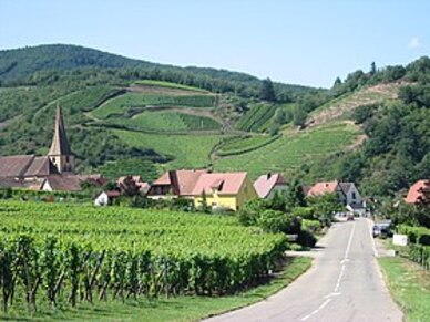 Image illustrative de l’article Vignoble et viticulture d'Alsace