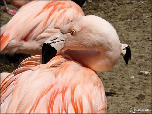 Photo Flamant du Chili (Zoo de la Palmyre)