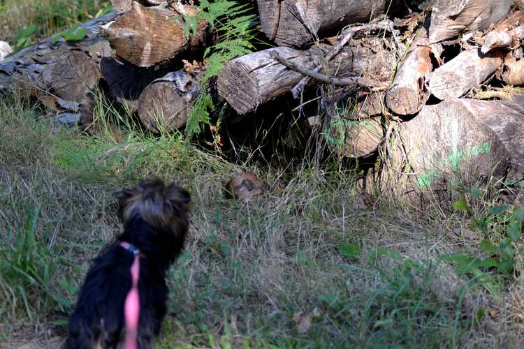 1ère sortie en forêt : les fougères qui bougent, les troncs d'arbre, ça fait peur !!