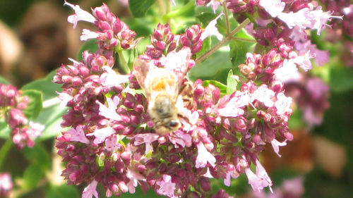 une abeille au soleil, le reflet de la lumière sur les ailes rappelle les fleurs qu'elle butine