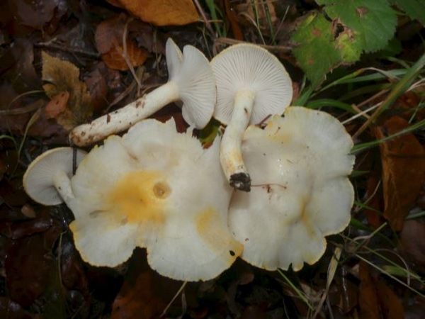 "Le champignon", une conférence de Marie-Geneviève Poillotte